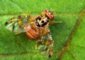 Agropecuarios alertan Gobierno Abinader oculta presencia en el país de Mosca del Mediterráneo