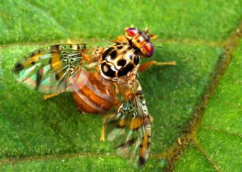Agropecuarios alertan Gobierno Abinader oculta presencia en el país de Mosca del Mediterráneo