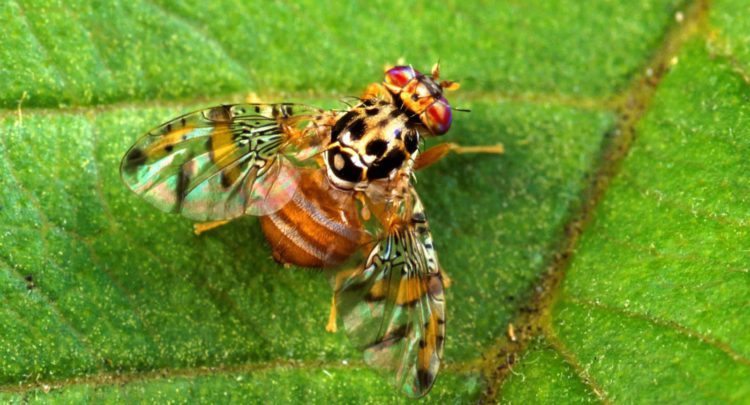 Agropecuarios alertan Gobierno Abinader oculta presencia en el país de Mosca del Mediterráneo