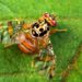 Agropecuarios alertan Gobierno Abinader oculta presencia en el país de Mosca del Mediterráneo