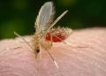 REPÚBLICA DOMINICANA EN ALERTA POR VIRUS OROPOUCHE