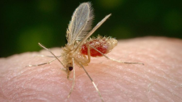 REPÚBLICA DOMINICANA EN ALERTA POR VIRUS OROPOUCHE
