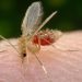 REPÚBLICA DOMINICANA EN ALERTA POR VIRUS OROPOUCHE