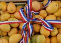 Baní ya es oficialmente la Capital del Mango: iniciativa del senador Julito Fulcar es aprobada