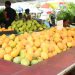 Expo Mango 2026 culmina con éxito y reafirma a Baní como Capital del Mango
